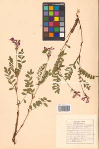Hedysarum hedysaroides (L.) Schinz & Thell., Siberia, Russian Far East (S6) (Russia)
