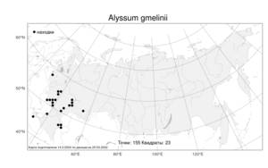 Alyssum gmelinii Jord. & Fourr., Atlas of the Russian Flora (FLORUS) (Russia)