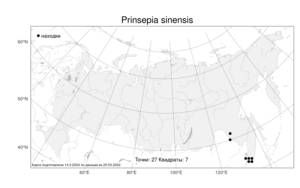 Prinsepia sinensis (Oliv.) Oliv. ex Bean, Atlas of the Russian Flora (FLORUS) (Russia)