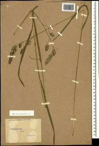 Dactylis glomerata L., Caucasus, Stavropol Krai, Karachay-Cherkessia & Kabardino-Balkaria (K1b) (Russia)