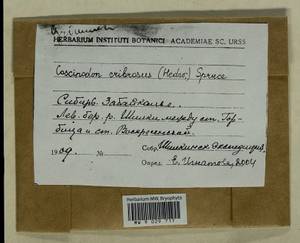 Coscinodon cribrosus (Hedw.) Spruce, Bryophytes, Bryophytes - Baikal & Transbaikal regions (B18) (Russia)
