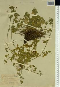 Medicago lupulina L., Siberia, Western (Kazakhstan) Altai Mountains (S2a) (Kazakhstan)