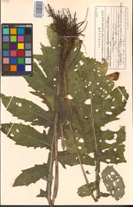 Cirsium oleraceum (L.) Scop., Eastern Europe, Moscow region (E4a) (Russia)