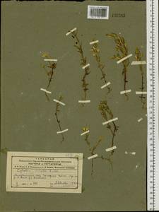 Lomatogonium carinthiacum (Wulfen) Rchb., Siberia, Altai & Sayany Mountains (S2) (Russia)