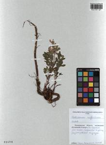 KUZ 001 321, Hedysarum neglectum Ledeb., Siberia, Altai & Sayany Mountains (S2) (Russia)