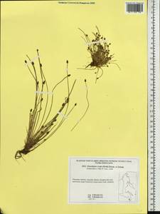 Eleocharis ovata (Roth) Roem. & Schult., Siberia, Russian Far East (S6) (Russia)