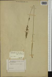 Molinia caerulea (L.) Moench, Western Europe (EUR) (France)