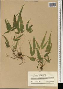 Pteris cretica L., South Asia, South Asia (Asia outside ex-Soviet states and Mongolia) (ASIA) (Afghanistan)