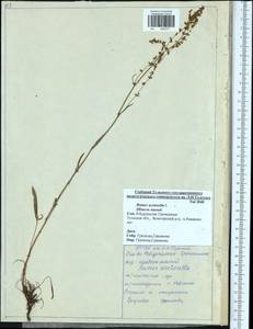 Rumex acetosella L., Eastern Europe, Central region (E4) (Russia)