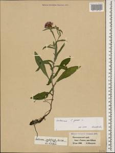 Centaurea jacea subsp. substituta (Czerep.) Mikheev, Caucasus, Black Sea Shore (from Novorossiysk to Adler) (K3) (Russia)