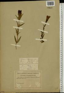 Gentiana pneumonanthe L., Eastern Europe, North-Western region (E2) (Russia)