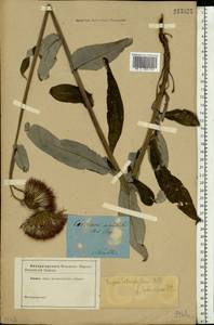Cirsium heterophyllum (L.) Hill, Eastern Europe, Central forest region (E5) (Russia)