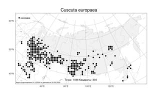 Cuscuta europaea L., Atlas of the Russian Flora (FLORUS) (Russia)