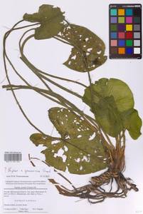 Nuphar × spenneriana Gaudin, Eastern Europe, Moscow region (E4a) (Russia)