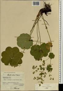 Alchemilla ventiana V. N. Tikhom., Eastern Europe, Middle Volga region (E8) (Russia)
