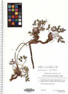 Hedysarum grandiflorum Pall., Eastern Europe, Eastern region (E10) (Russia)