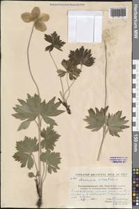 Anemone sylvestris L., Eastern Europe, North Ukrainian region (E11) (Ukraine)