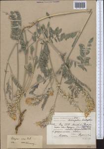 Astragalus ninae Pavlov, Middle Asia, Caspian Ustyurt & Northern Aralia (M8) (Kazakhstan)