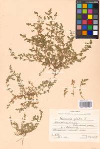 Herniaria glabra L., Eastern Europe, Moscow region (E4a) (Russia)