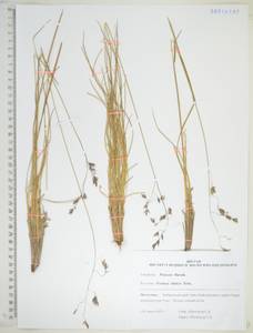 Festuca altaica Trin., Siberia, Russian Far East (S6) (Russia)