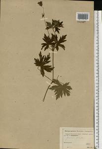 Geranium palustre L., Eastern Europe, Moscow region (E4a) (Russia)