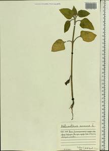 Helianthus annuus L., Eastern Europe, Northern region (E1) (Russia)