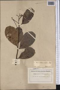 Anacardium occidentale L., America (AMER) (Suriname)