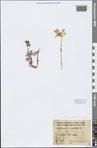 Tripleurospermum inodorum (L.) Sch.-Bip, Eastern Europe, North-Western region (E2) (Russia)