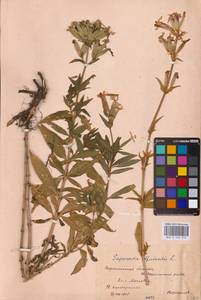 Saponaria officinalis L., Eastern Europe, Central forest-and-steppe region (E6) (Russia)
