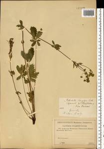 Potentilla longipes Ledeb., Eastern Europe, Middle Volga region (E8) (Russia)