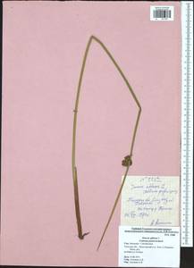 Juncus effusus L., Eastern Europe, Central region (E4) (Russia)