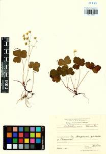Geum ternatum subsp. ternatum, Siberia, Baikal & Transbaikal region (S4) (Russia)