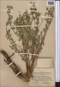 Euphorbia pachyrrhiza Kar. & Kir., Middle Asia, Western Tian Shan & Karatau (M3) (Uzbekistan)