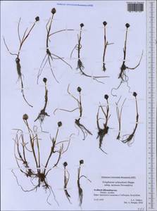 Eriophorum scheuchzeri Hoppe, Western Europe (EUR) (Svalbard and Jan Mayen)