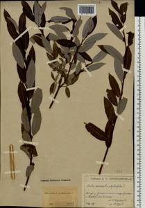 Salix ×laurina Sm., Eastern Europe, Moscow region (E4a) (Russia)