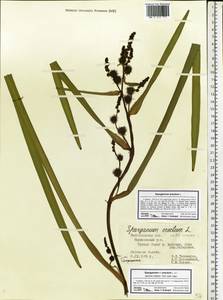 Sparganium erectum L., Eastern Europe, Central forest-and-steppe region (E6) (Russia)