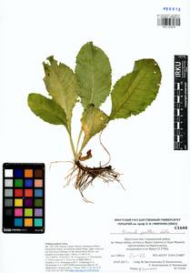 Primula elatior subsp. pallasii (Lehm.) W. W. Sm. & Forrest, Siberia, Baikal & Transbaikal region (S4) (Russia)
