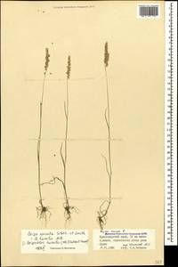 Briza humilis M.Bieb., Caucasus, Krasnodar Krai & Adygea (K1a) (Russia)