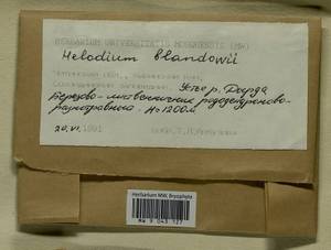 Helodium blandowii (F. Weber & D. Mohr) Warnst., Bryophytes, Bryophytes - Baikal & Transbaikal regions (B18) (Russia)