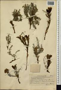 Cymbaria daurica L., Siberia, Altai & Sayany Mountains (S2) (Russia)