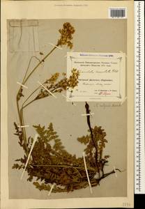 Filipendula vulgaris Moench, Caucasus, Dagestan (K2) (Russia)