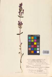 Gentianella austriaca (A. & J. Kern.) Holub, Eastern Europe, West Ukrainian region (E13) (Ukraine)