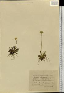 Primula farinosa L., Siberia, Altai & Sayany Mountains (S2) (Russia)