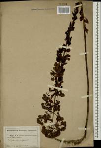 Origanum vulgare L., Caucasus, Abkhazia (K4a) (Abkhazia)