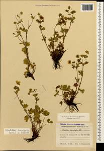 Potentilla humifusa Willd., Caucasus, Azerbaijan (K6) (Azerbaijan)