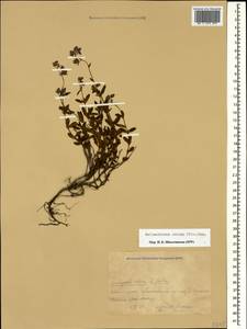 Helianthemum ovatum (Viv.) Dunal, Caucasus, Krasnodar Krai & Adygea (K1a) (Russia)