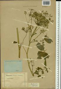 Pastinaca sativa var. sylvestris (Mill.) DC., Siberia (no precise locality) (S0) (Russia)