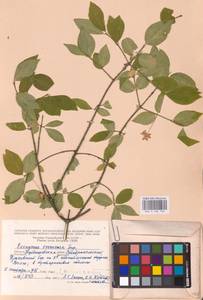 Euonymus verrucosus Scop., Eastern Europe, Middle Volga region (E8) (Russia)