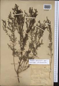 Suaeda acuminata (C. A. Mey.) Moq., Middle Asia, Northern & Central Kazakhstan (M10) (Kazakhstan)