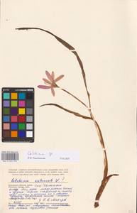 Colchicum, Eastern Europe, Central region (E4) (Russia)